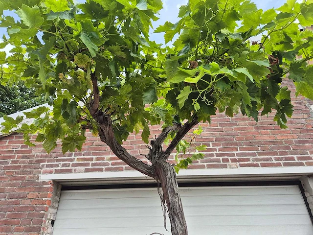 Druivenboom - vitis vinifera media - vrucht- / fruitboom - hoogte ca. 300 cm - afbeelding 3 van  6