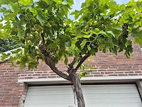 Druivenboom - vitis vinifera media - vrucht- / fruitboom - hoogte ca. 300 cm - afbeelding 3 van  6