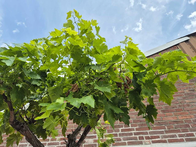 Druivenboom - vitis vinifera media - vrucht- / fruitboom - hoogte ca. 300 cm - afbeelding 4 van  6
