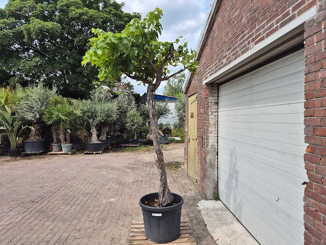 Druivenboom - vitis vinifera media - vrucht- / fruitboom - hoogte ca. 300 cm - afbeelding 5 van  6