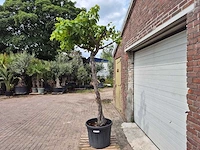 Druivenboom - vitis vinifera media - vrucht- / fruitboom - hoogte ca. 300 cm - afbeelding 5 van  6