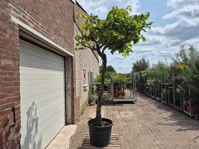 Druivenboom - vitis vinifera media - vrucht- / fruitboom - hoogte ca. 300 cm - afbeelding 6 van  6