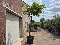 Druivenboom - vitis vinifera media - vrucht- / fruitboom - hoogte ca. 300 cm - afbeelding 6 van  6