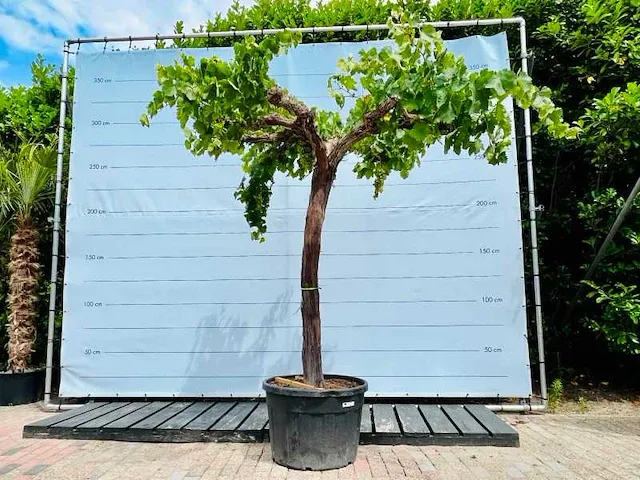 Druivenboom 250cm, stamomvang 30/50cm - afbeelding 1 van  1