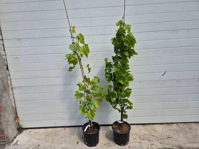 Druivenboom blauw - fruit tree - vitis vinifera - hoogte ca. 120 cm (2x) - afbeelding 1 van  4