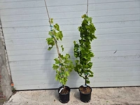Druivenboom blauw - fruit tree - vitis vinifera - hoogte ca. 120 cm (2x) - afbeelding 1 van  4