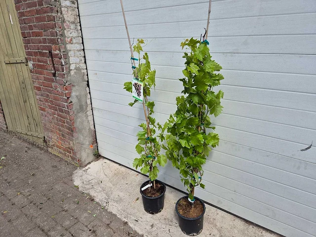 Druivenboom blauw - fruit tree - vitis vinifera - hoogte ca. 120 cm (2x) - afbeelding 2 van  4