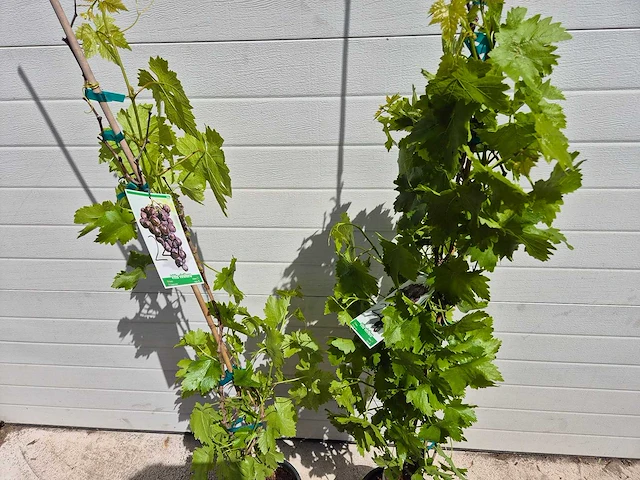 Druivenboom blauw - fruit tree - vitis vinifera - hoogte ca. 120 cm (2x) - afbeelding 3 van  4