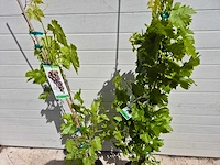 Druivenboom blauw - fruit tree - vitis vinifera - hoogte ca. 120 cm (2x) - afbeelding 3 van  4