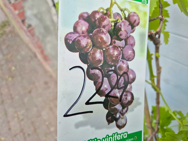 Druivenboom blauw - fruit tree - vitis vinifera - hoogte ca. 120 cm (2x) - afbeelding 4 van  4