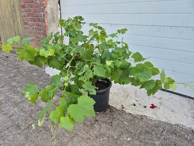 Druivenboom eva blanca - fruit tree - vitis vinifera - hoogte ca. 50 cm - afbeelding 1 van  3