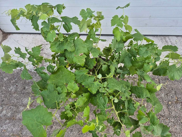 Druivenboom eva blanca - fruit tree - vitis vinifera - hoogte ca. 50 cm - afbeelding 2 van  3