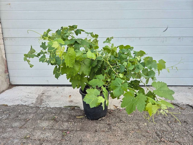 Druivenboom eva blanca - fruit tree - vitis vinifera - hoogte ca. 50 cm - afbeelding 3 van  3
