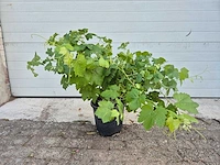 Druivenboom eva blanca - fruit tree - vitis vinifera - hoogte ca. 50 cm - afbeelding 3 van  3
