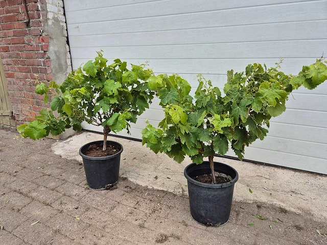 Druivenboom eva blanca - fruit tree - vitis vinifera - hoogte ca. 60 cm (2x) - afbeelding 1 van  4