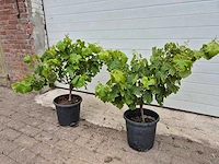 Druivenboom eva blanca - fruit tree - vitis vinifera - hoogte ca. 60 cm (2x) - afbeelding 1 van  4