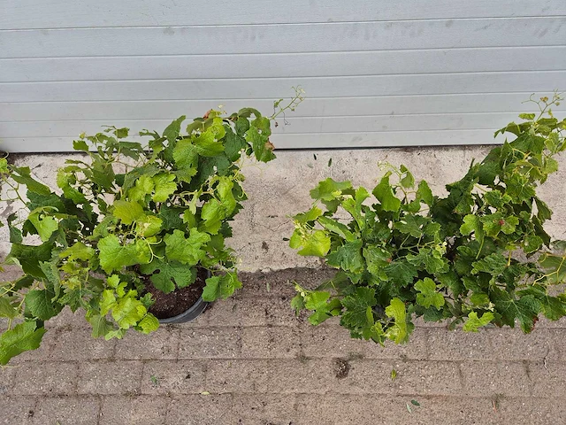 Druivenboom eva blanca - fruit tree - vitis vinifera - hoogte ca. 60 cm (2x) - afbeelding 2 van  4