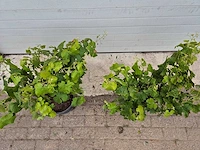 Druivenboom eva blanca - fruit tree - vitis vinifera - hoogte ca. 60 cm (2x) - afbeelding 2 van  4