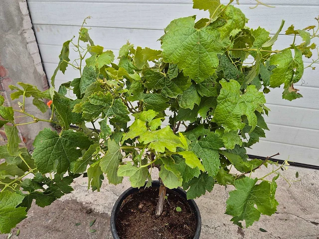Druivenboom eva blanca - fruit tree - vitis vinifera - hoogte ca. 60 cm (2x) - afbeelding 3 van  4