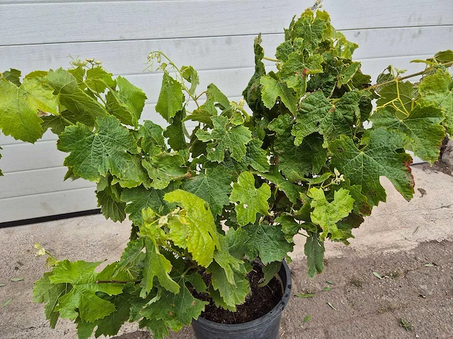 Druivenboom eva blanca - fruit tree - vitis vinifera - hoogte ca. 60 cm (2x) - afbeelding 4 van  4