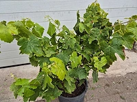 Druivenboom eva blanca - fruit tree - vitis vinifera - hoogte ca. 60 cm (2x) - afbeelding 4 van  4