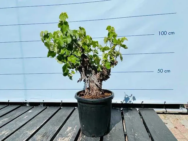 Druivenboom stamomvang 20/40cm - afbeelding 1 van  1