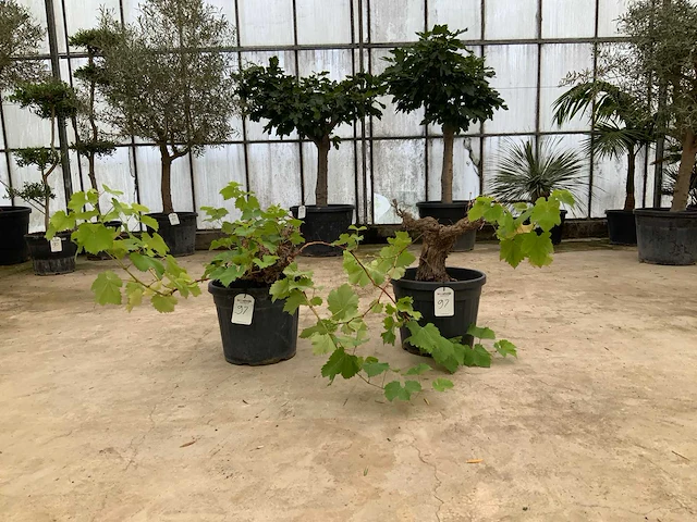 Druivenboom (vitis vinifera) 2x - afbeelding 1 van  1