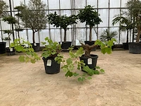 Druivenboom (vitis vinifera) 2x - afbeelding 1 van  1