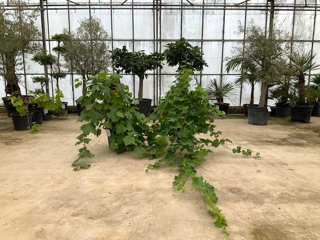 Druivenboom (vitis vinifera) 2x - afbeelding 1 van  1
