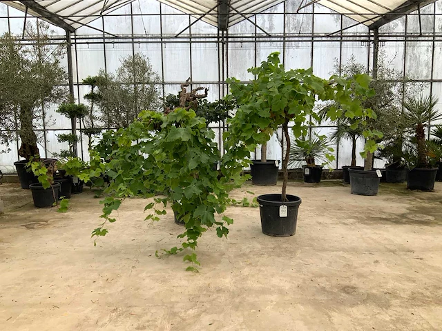 Druivenboom (vitis vinifera) 2x - afbeelding 1 van  1