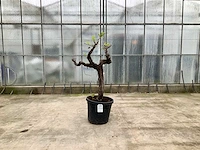 Druivenboom (vitis vinifera)