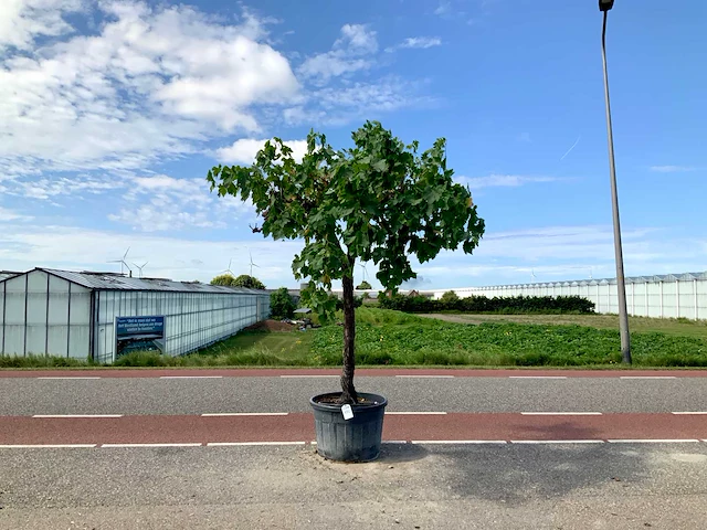Druivenboom (vitis vinifera) - afbeelding 1 van  1