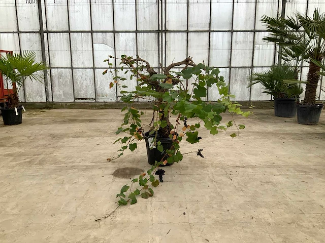 Druivenboom (vitis vinifera) - afbeelding 1 van  1