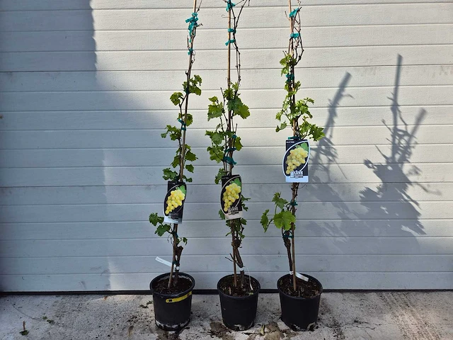 Druivenboom wit - fruit tree - vitis vinifera - hoogte ca. 120 cm (3x) - afbeelding 1 van  4