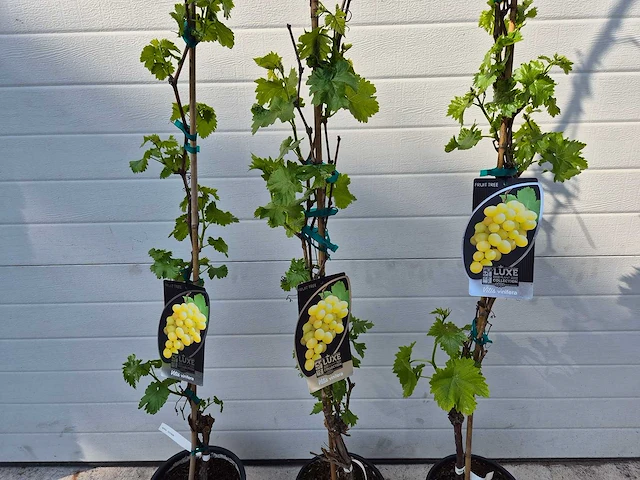Druivenboom wit - fruit tree - vitis vinifera - hoogte ca. 120 cm (3x) - afbeelding 2 van  4