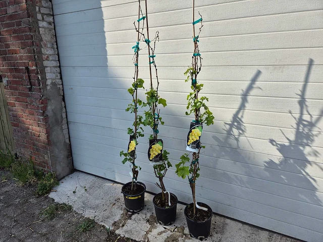 Druivenboom wit - fruit tree - vitis vinifera - hoogte ca. 120 cm (3x) - afbeelding 3 van  4