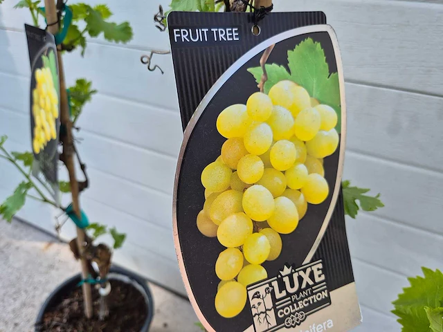 Druivenboom wit - fruit tree - vitis vinifera - hoogte ca. 120 cm (3x) - afbeelding 4 van  4