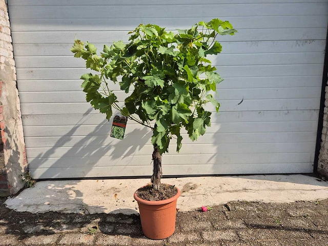 Druivenboom wit - fruit tree - vitis vinifera stronk - hoogte ca. 120 cm - afbeelding 1 van  4