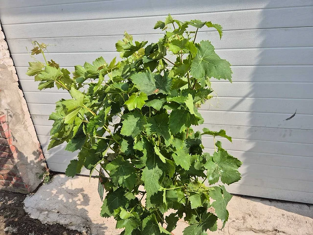 Druivenboom wit - fruit tree - vitis vinifera stronk - hoogte ca. 120 cm - afbeelding 2 van  4