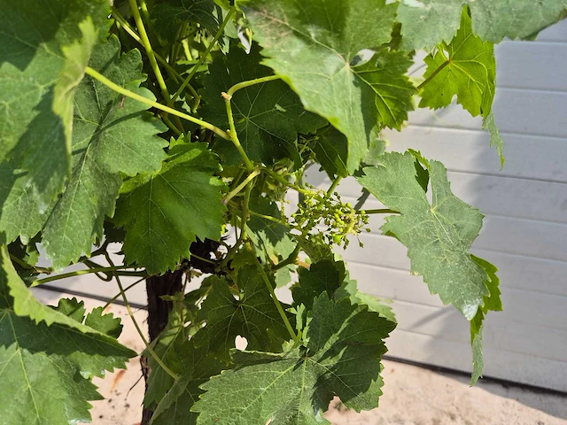 Druivenboom wit - fruit tree - vitis vinifera stronk - hoogte ca. 120 cm - afbeelding 3 van  4