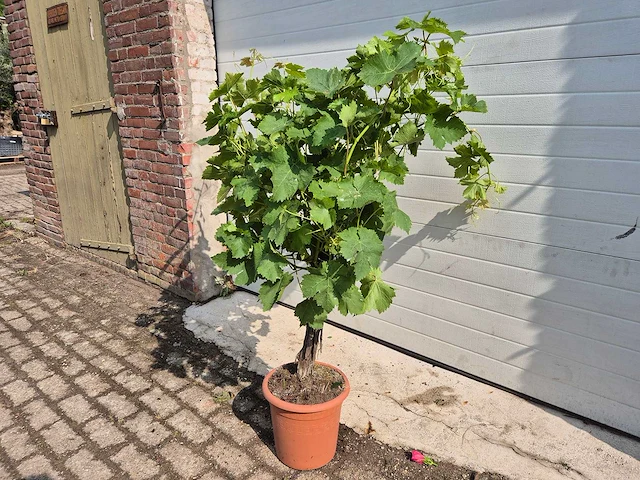 Druivenboom wit - fruit tree - vitis vinifera stronk - hoogte ca. 120 cm - afbeelding 4 van  4