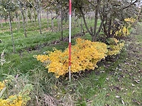 Dwerg japanse noteboom meerstammig- ginkgo 'mariken' (5x) - afbeelding 1 van  5