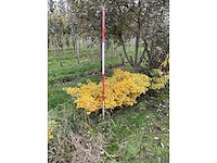 Dwerg japanse noteboom meerstammig- ginkgo 'mariken' (5x) - afbeelding 2 van  5
