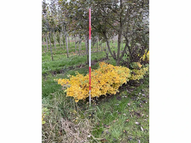 Dwerg japanse noteboom meerstammig- ginkgo 'mariken' (5x) - afbeelding 3 van  5