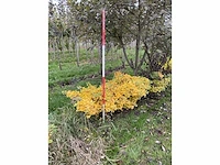 Dwerg japanse noteboom meerstammig- ginkgo 'mariken' (5x) - afbeelding 3 van  5