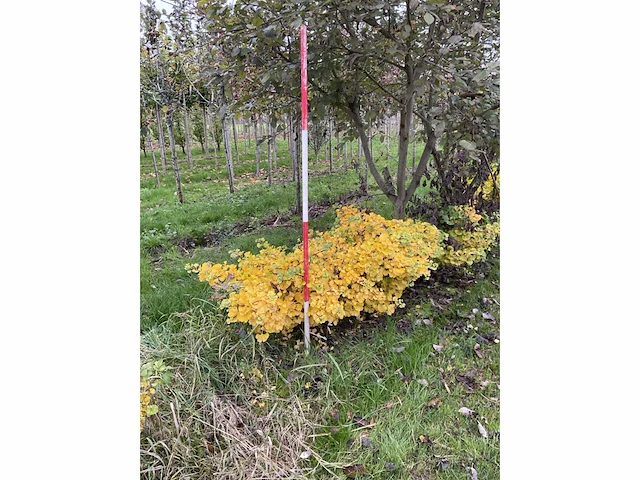 Dwerg japanse noteboom meerstammig- ginkgo 'mariken' (5x) - afbeelding 4 van  5