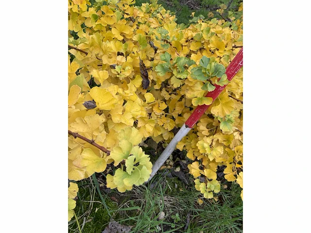 Dwerg japanse noteboom meerstammig- ginkgo 'mariken' (5x) - afbeelding 5 van  5