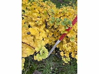 Dwerg japanse noteboom meerstammig- ginkgo 'mariken' (5x) - afbeelding 5 van  5