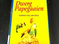 Dwerg papegaaien - afbeelding 1 van  5