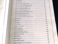 Dwerg papegaaien - afbeelding 3 van  5